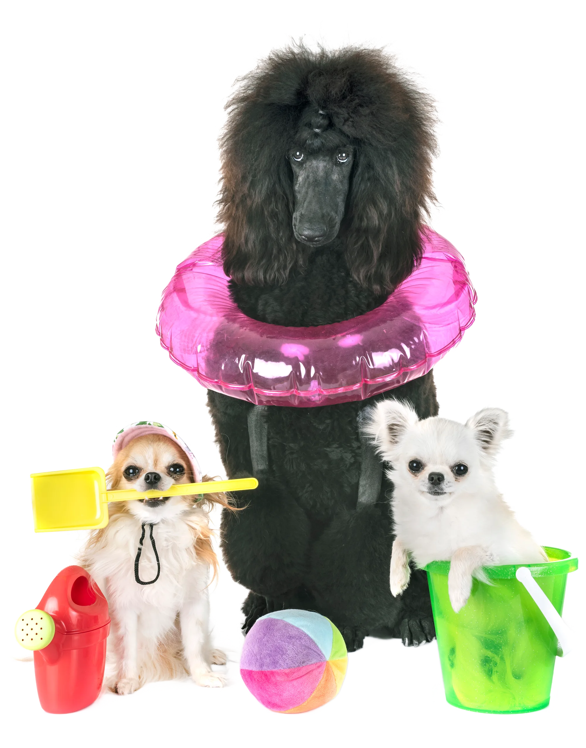 Three dogs playfully posing with beach toys, including a pink float, a ball, and a colorful bucket, ready for fun!